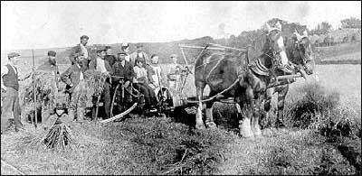 The “Back Delivery Reaper”. The crop is cut and when the horseman decides the bundle is big enough to make a sheaf he operated a lever, which left the bundle on the ground to be tied manually into a sheaf. The sheaves were then built into a “stook” of six sheaves and left to dry. George Wilson stands to the left of picture while a young girl makes a corn dolly from straw.