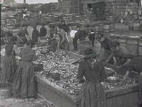 Gutters at the Farlane. A Greenhill curing yard, Keith Inch, Peterhead c1900. Throughout the boom years of the 19th and early 20th century, the land based workforce - the "guttin' quines and cooper loons" played as vital a role in the industry's success as the fishermen did at sea. courtesy Arbuthnot Museum