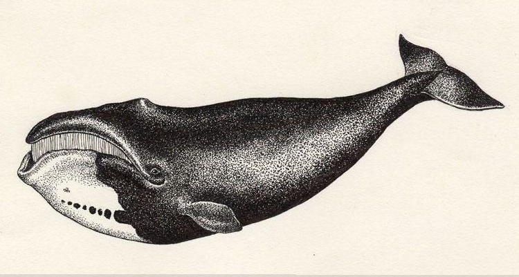 The Greenland Right Whale